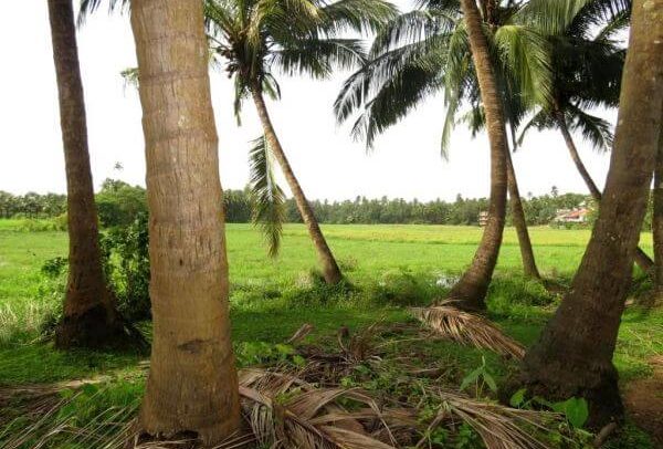 SIolim House Beach Hotel Lawn